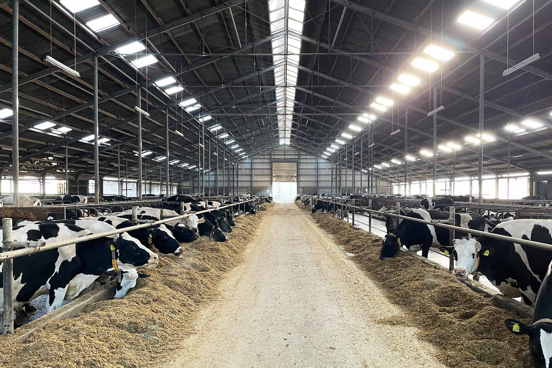 Agrargenossenschaft Cobbelsdorf eG - Milchproduktion - Kühe, Milchkühe, Kuh, Milch, Stall, Leistungsstarke Milchviehhaltung, Tierwohl als Basis für Qualität, Futter aus eigener Produktion, Gras- und Maissilage, Stroh und Heu, Kraftfutter aus eigener Getreideproduktion