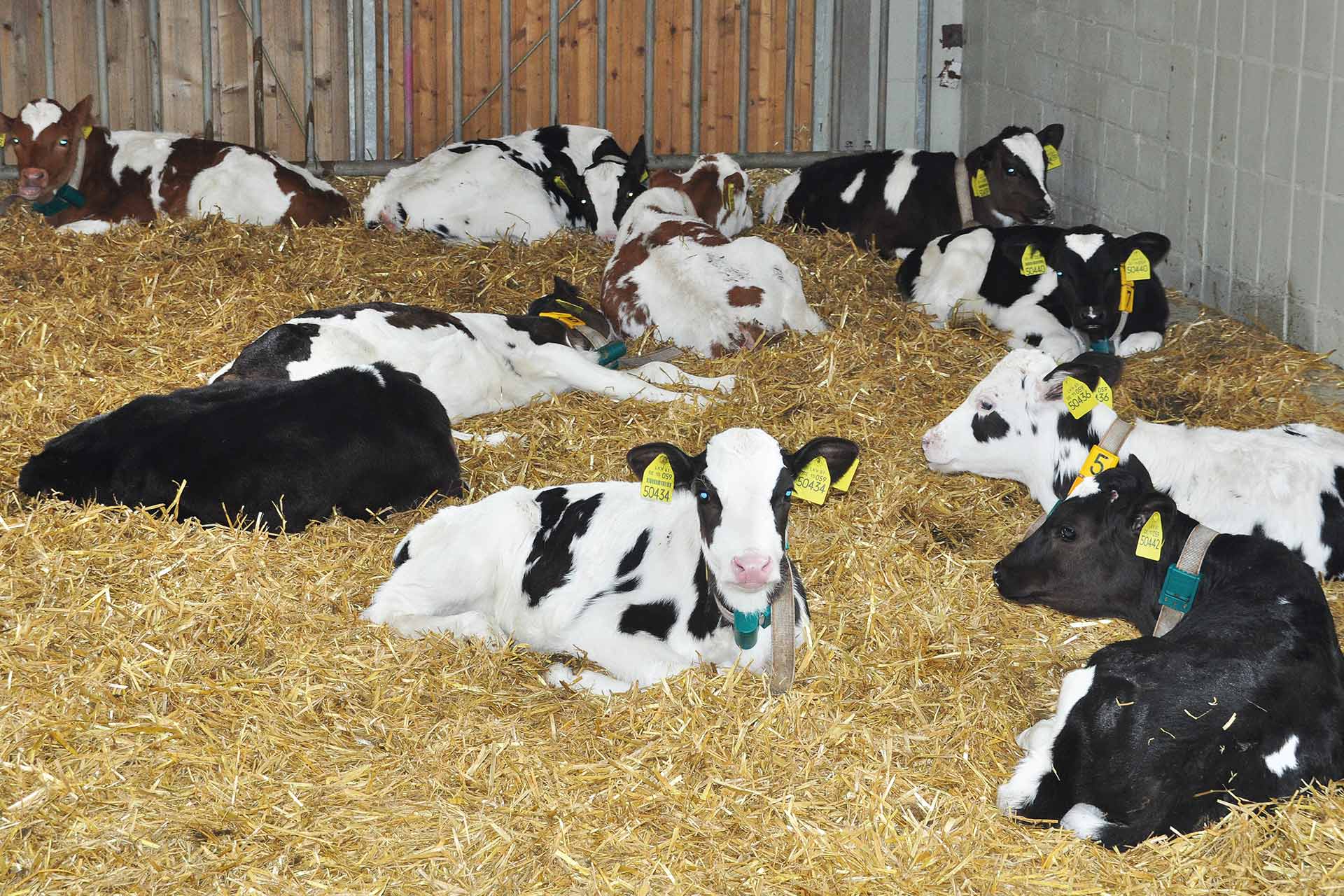 Agrargenossenschaft Cobbelsdorf eG - Tierzucht - Kälber, Kuh, Kühe, Milchkuh, Erfolgreiche Zuchtarbeit im eigenen Bestand, Verkauf von tragenden Färsen, Individuelle Zuchtziele für nachhaltige Verbesserung, Gesundheit und Fruchtbarkeit, Milchleistung und Inhaltsstoffe, Exterieur und Langlebigkeit