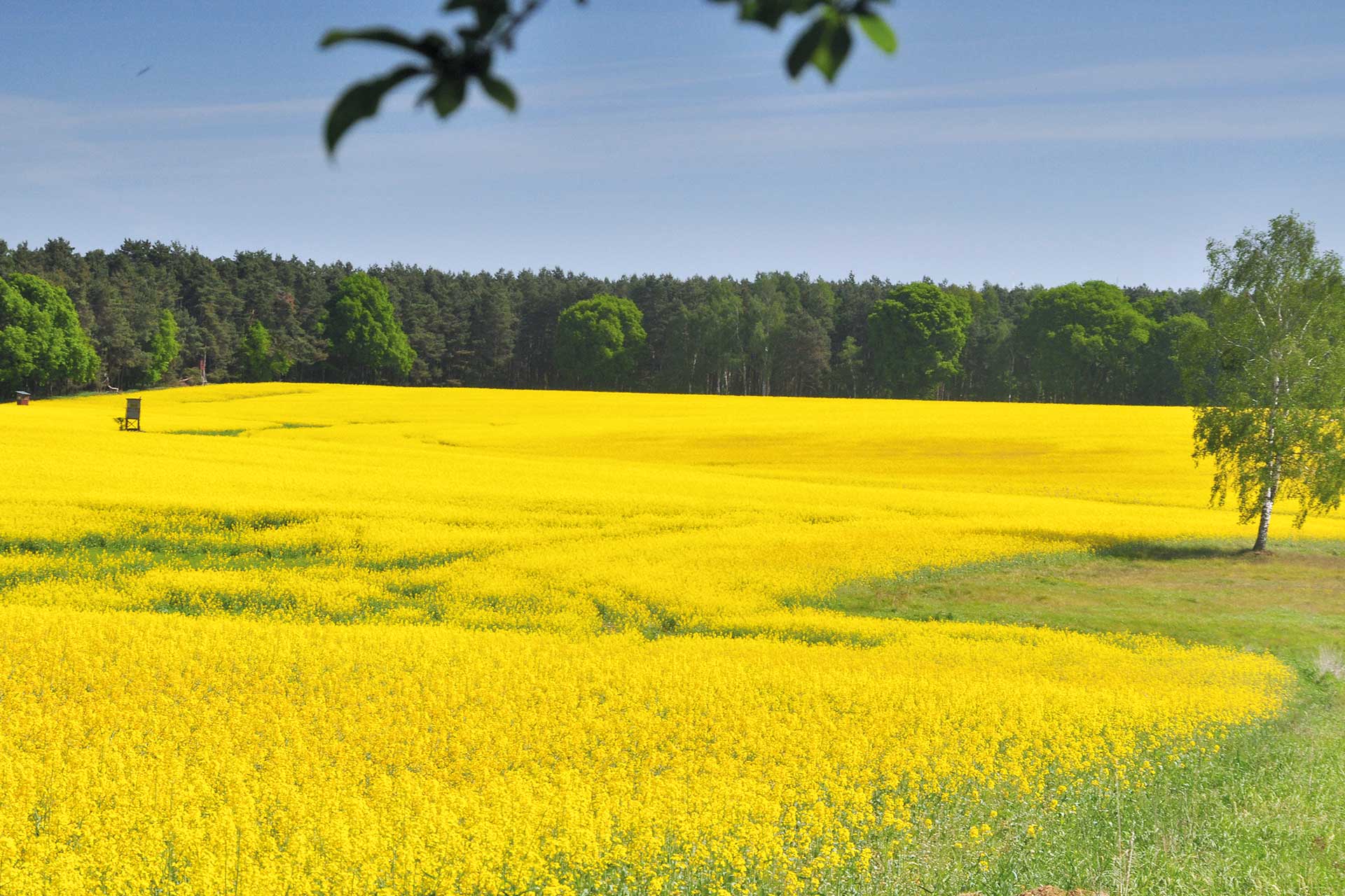Agrargenossenschaft Cobbelsdorf eG - Raps, Rapsfeld, Feld, Felder, Wald, Absatzpartner/ -märkte - Regionale Vermarktung unserer Milch, Getreide und Raps für die Region, Zuckerrüben für Deutschlands größte Zuckerfabrik