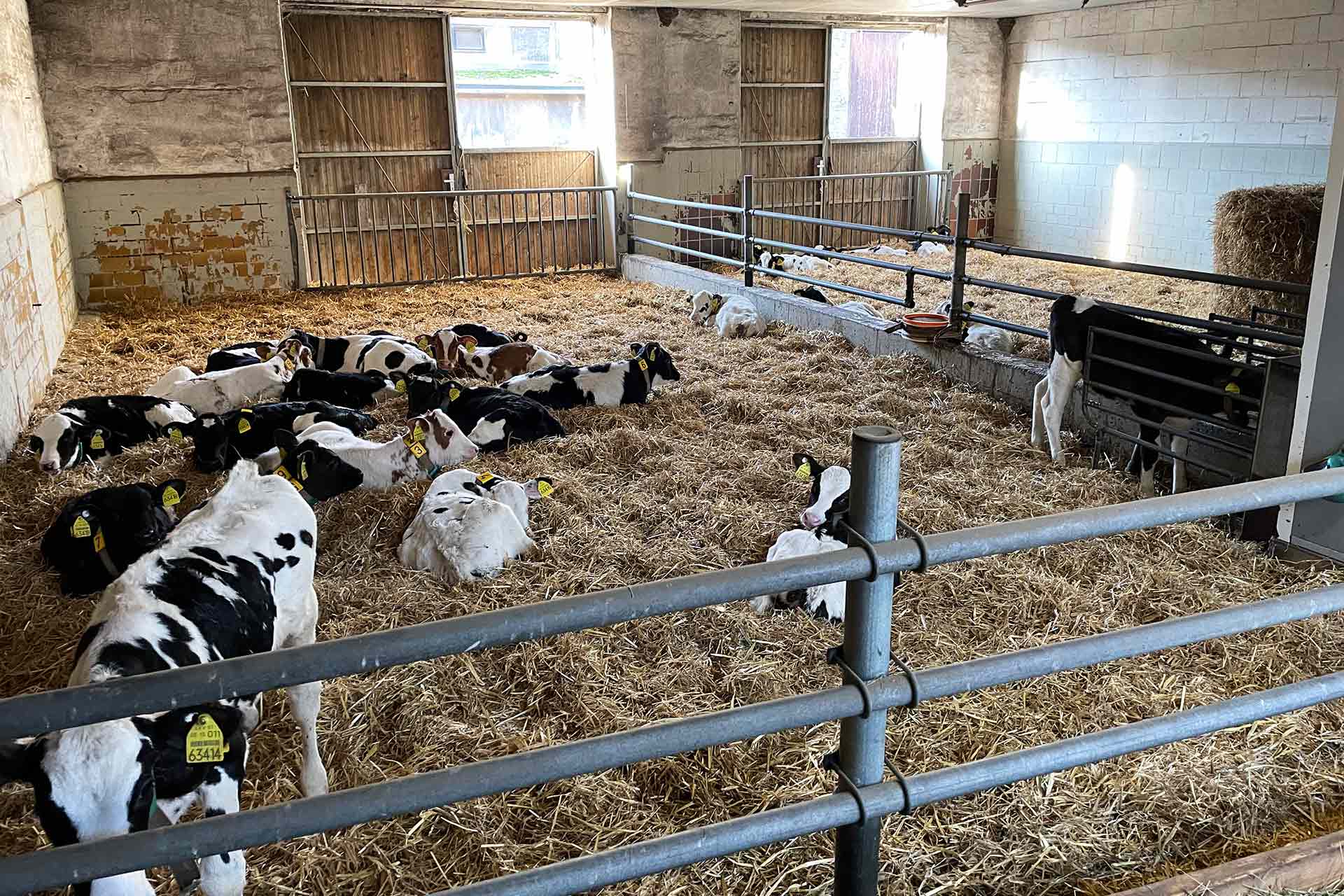 Agrargenossenschaft Cobbelsdorf eG - Tierzucht - Kälber, Kuh, Kühe, Milchkuh, Erfolgreiche Zuchtarbeit im eigenen Bestand, Verkauf von tragenden Färsen, Individuelle Zuchtziele für nachhaltige Verbesserung, Gesundheit und Fruchtbarkeit, Milchleistung und Inhaltsstoffe, Exterieur und Langlebigkeit