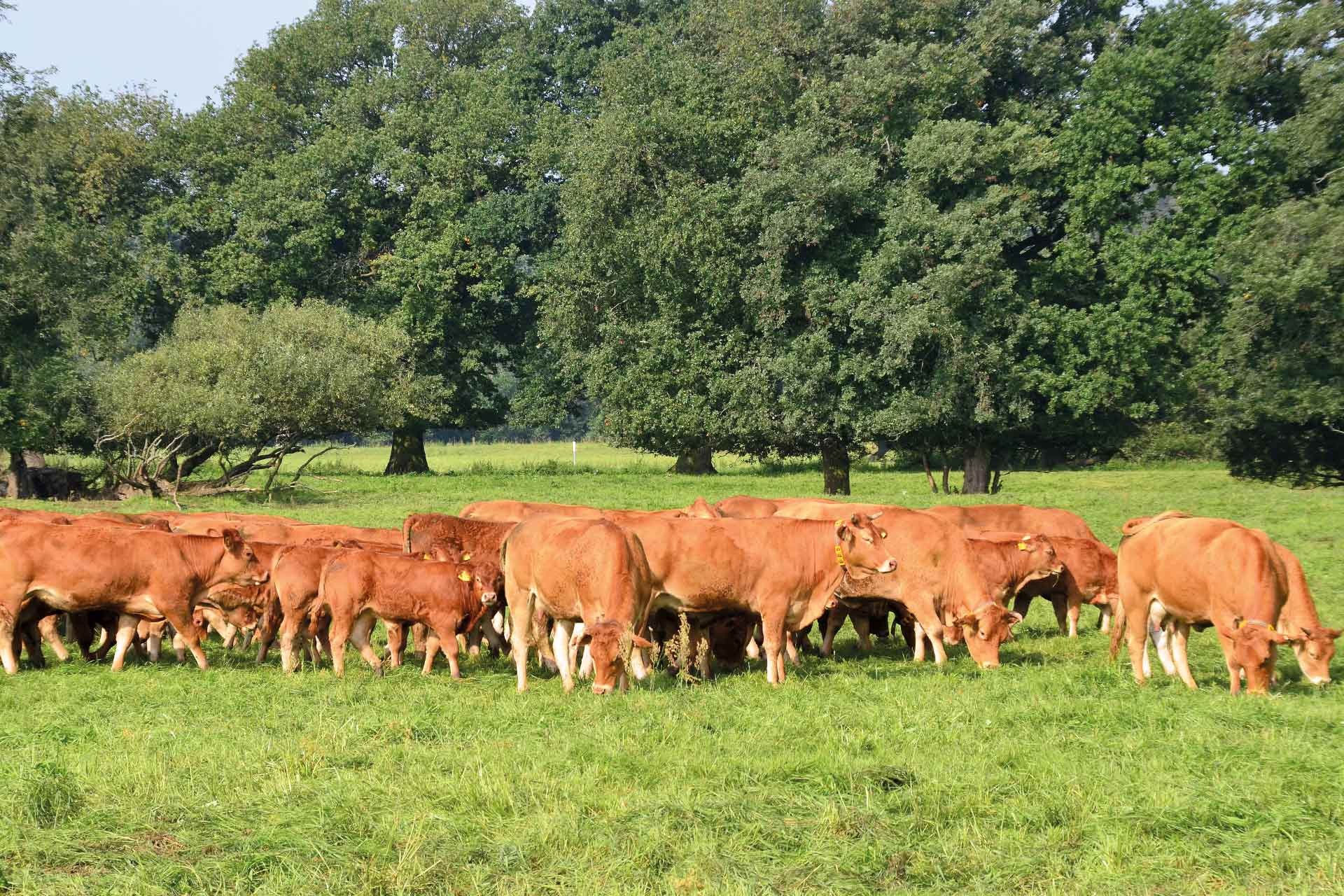 Agrargenossenschaft Cobbelsdorf eG - Ökobetrieb als Tochterunternehmen - Kuh, Kühe, Limousin-Mutterkühe, Elbauen von Griebo, Weide, Weidehaltung, Mutterkuhhaltung, Nachhaltige Bewirtschaftung