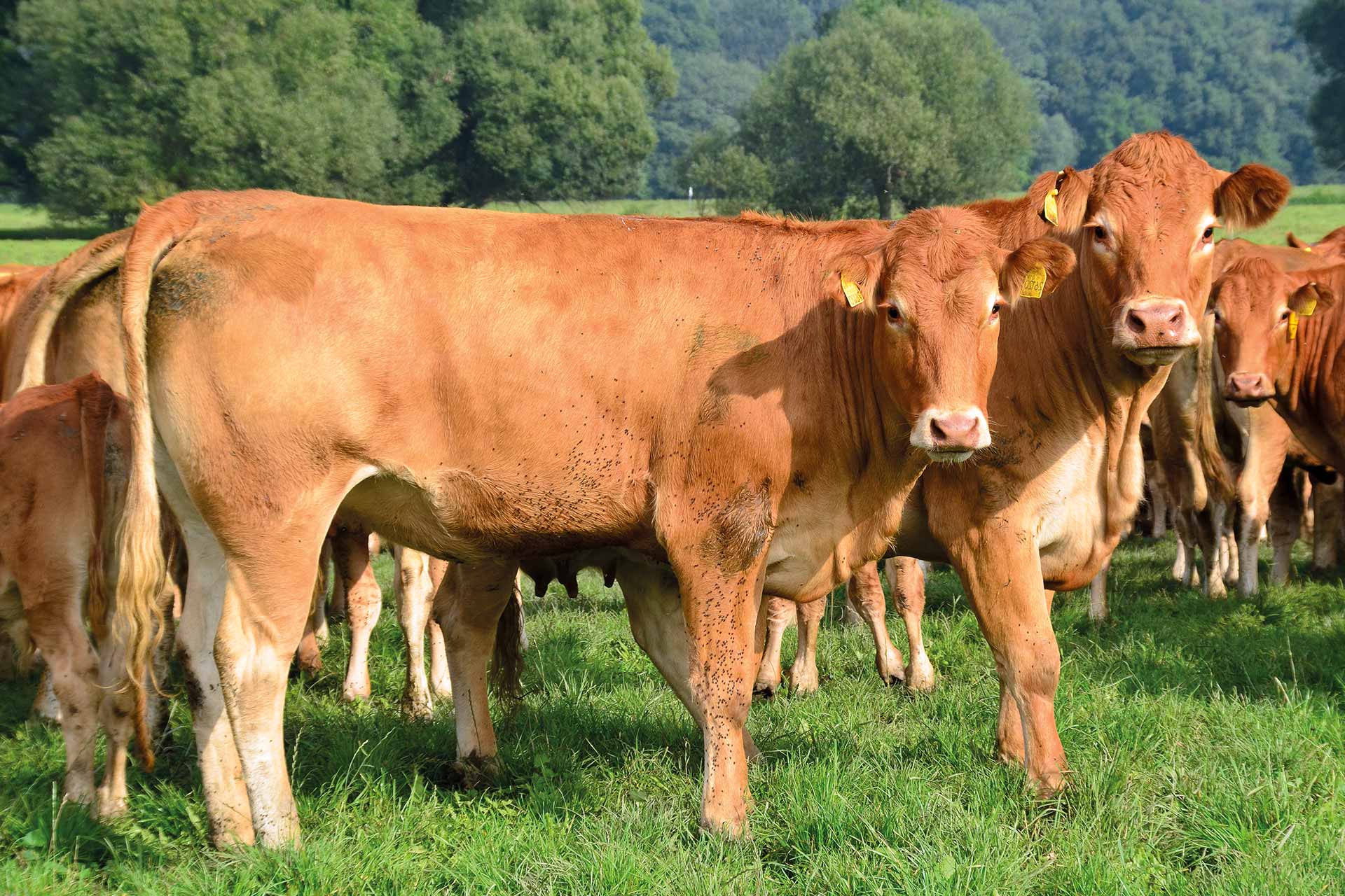Agrargenossenschaft Cobbelsdorf eG - Ökobetrieb als Tochterunternehmen - Kuh, Kühe, Limousin-Mutterkühe, Elbauen von Griebo, Weide, Weidehaltung, Mutterkuhhaltung, Nachhaltige Bewirtschaftung