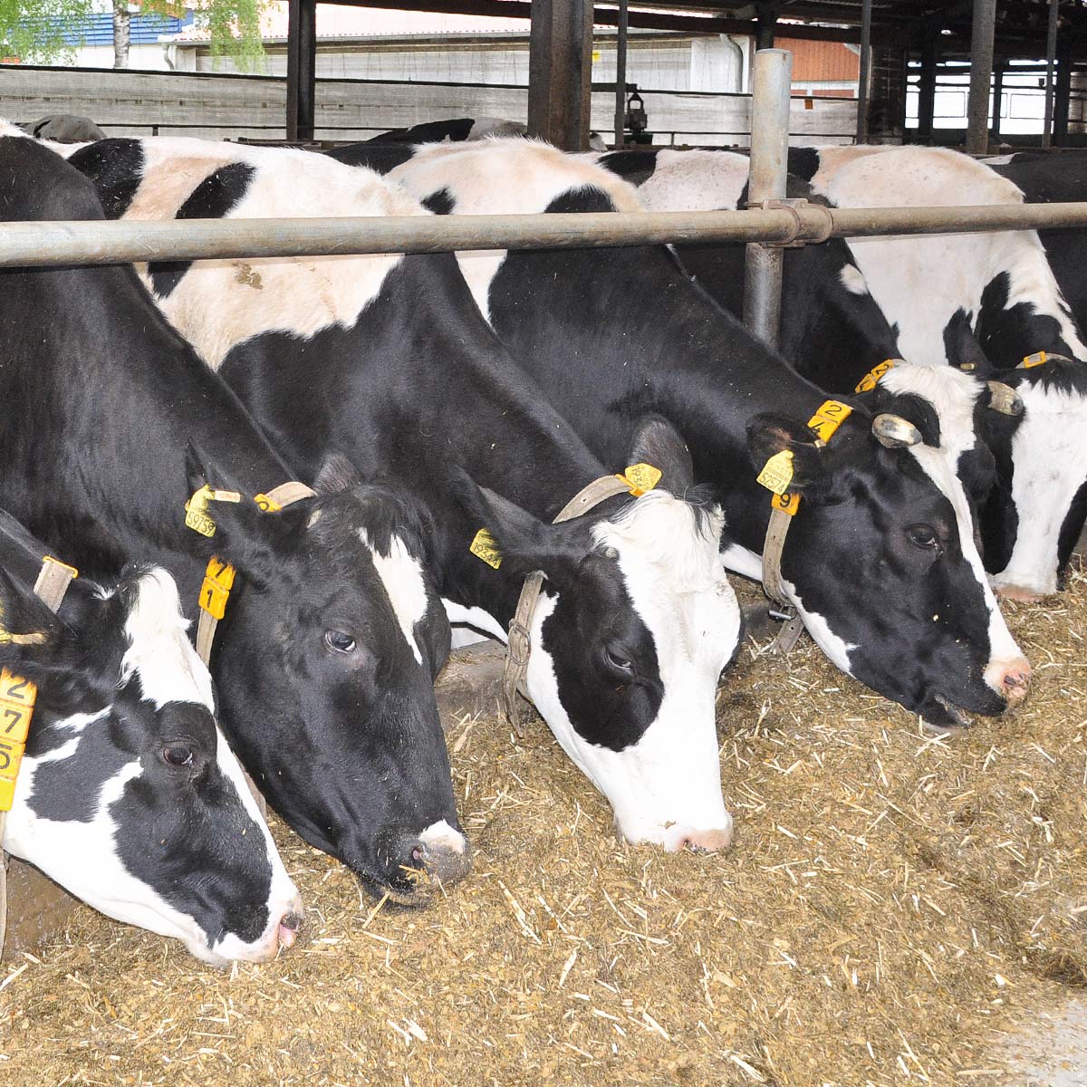 Agrargenossenschaft Cobbelsdorf eG - Milchproduktion - Leistungsstarke Milchviehhaltung, Tierwohl als Basis für Qualität, Futter aus eigener Produktion, Kuh, Kühe, Melken, Melkkarusell, Milchkühe im Melkkarussell, Milchkühe, Milch